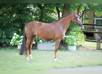 Oldenburger, Stute, 5 Jahre, 165 cm, Dunkelfuchs