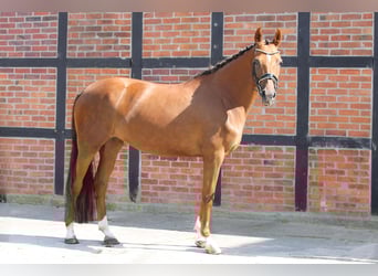 Oldenburger, Stute, 5 Jahre, 165 cm, Dunkelfuchs