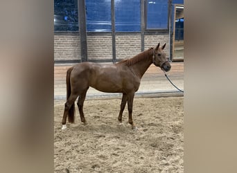 Oldenburger, Stute, 5 Jahre, 165 cm, Fuchs