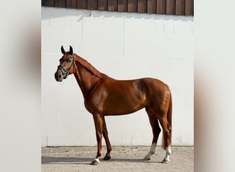 Oldenburger, Stute, 5 Jahre, 165 cm, Fuchs