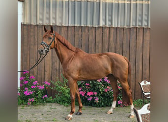 Oldenburger, Stute, 5 Jahre, 165 cm, Fuchs