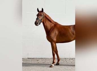 Oldenburger, Stute, 5 Jahre, 165 cm, Fuchs