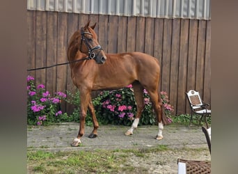 Oldenburger, Stute, 5 Jahre, 165 cm, Fuchs