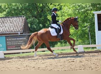 Oldenburger, Stute, 5 Jahre, 165 cm, Fuchs