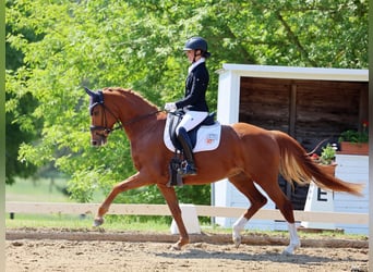Oldenburger, Stute, 5 Jahre, 165 cm, Fuchs