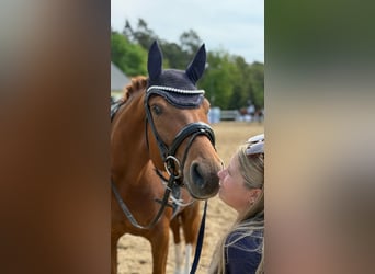 Oldenburger, Stute, 5 Jahre, 165 cm, Fuchs