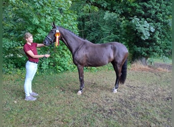 Oldenburger, Stute, 5 Jahre, 165 cm, Rappe