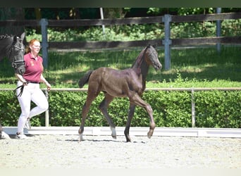 Oldenburger, Stute, 5 Jahre, 165 cm, Rappe