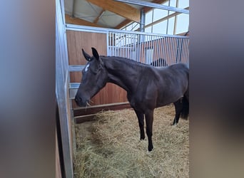 Oldenburger, Stute, 5 Jahre, 165 cm, Rappe