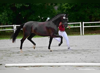 Oldenburger, Stute, 5 Jahre, 165 cm, Rappe