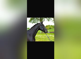 Oldenburger, Stute, 5 Jahre, 165 cm, Rappe