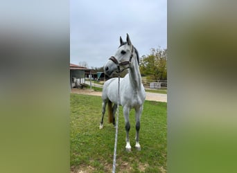 Oldenburger, Stute, 5 Jahre, 165 cm, Schimmel