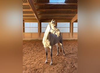 Oldenburger, Stute, 5 Jahre, 165 cm, Schimmel