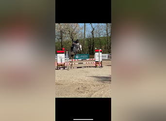 Oldenburger, Stute, 5 Jahre, 165 cm, Schimmel