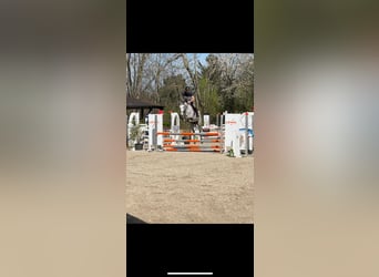 Oldenburger, Stute, 5 Jahre, 165 cm, Schimmel