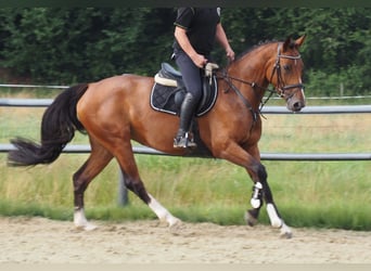 Oldenburger, Stute, 5 Jahre, 166 cm, Brauner