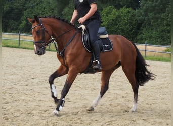 Oldenburger, Stute, 5 Jahre, 166 cm, Brauner
