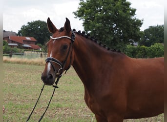 Oldenburger, Stute, 5 Jahre, 166 cm, Brauner