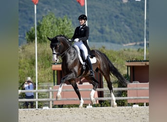 Oldenburger, Stute, 5 Jahre, 166 cm, Brauner