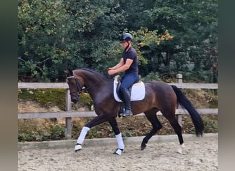 Oldenburger, Stute, 5 Jahre, 166 cm, Brauner