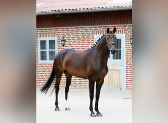 Oldenburger, Stute, 5 Jahre, 166 cm, Brauner