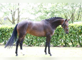 Oldenburger, Stute, 5 Jahre, 166 cm, Brauner