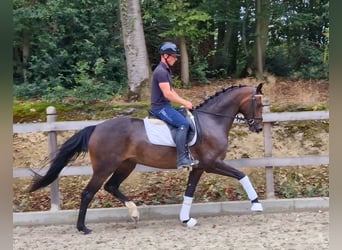 Oldenburger, Stute, 5 Jahre, 166 cm, Brauner