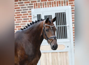Oldenburger, Stute, 5 Jahre, 166 cm, Brauner