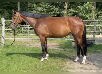 Oldenburger, Stute, 5 Jahre, 166 cm, Brauner