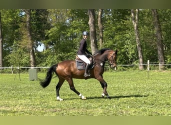 Oldenburger, Stute, 5 Jahre, 166 cm, Brauner