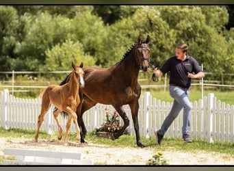 Oldenburger, Stute, 5 Jahre, 166 cm, Dunkelbrauner