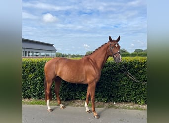 Oldenburger, Stute, 5 Jahre, 166 cm, Fuchs