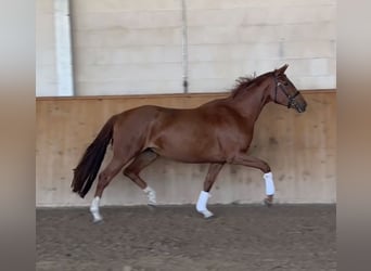 Oldenburger, Stute, 5 Jahre, 166 cm, Fuchs