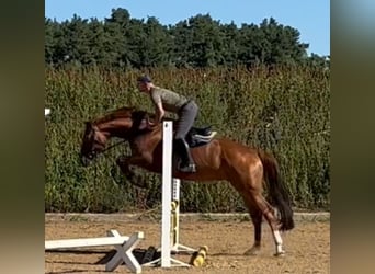 Oldenburger, Stute, 5 Jahre, 166 cm, Fuchs