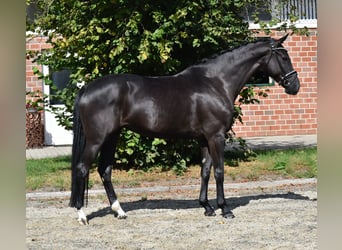Oldenburger, Stute, 5 Jahre, 166 cm, Rappe