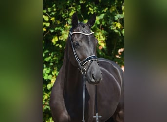 Oldenburger, Stute, 5 Jahre, 166 cm, Rappe
