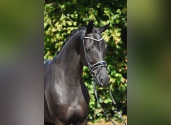 Oldenburger, Stute, 5 Jahre, 166 cm, Rappe