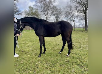 Oldenburger, Stute, 5 Jahre, 166 cm, Rappe