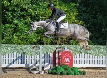 Oldenburger, Stute, 5 Jahre, 166 cm, Schimmel