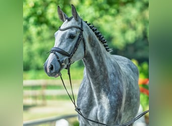 Oldenburger, Stute, 5 Jahre, 166 cm, Schimmel
