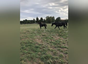 Oldenburger, Stute, 5 Jahre, 166 cm, Schwarzbrauner