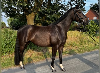 Oldenburger, Stute, 5 Jahre, 166 cm, Schwarzbrauner