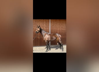Oldenburger, Stute, 5 Jahre, 167 cm, Brauner