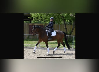 Oldenburger, Stute, 5 Jahre, 167 cm, Brauner