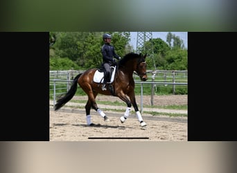 Oldenburger, Stute, 5 Jahre, 167 cm, Brauner