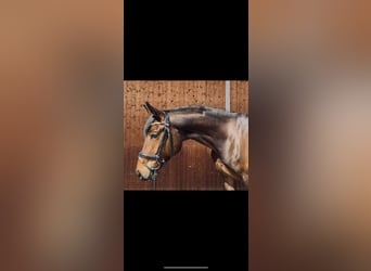 Oldenburger, Stute, 5 Jahre, 167 cm, Brauner