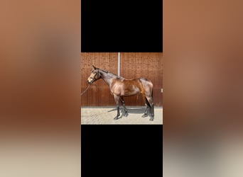 Oldenburger, Stute, 5 Jahre, 167 cm, Brauner