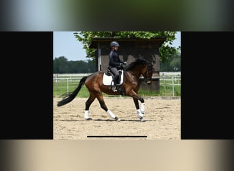 Oldenburger, Stute, 5 Jahre, 167 cm, Brauner