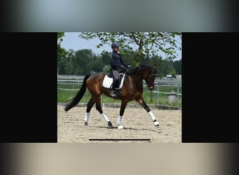 Oldenburger, Stute, 5 Jahre, 167 cm, Brauner