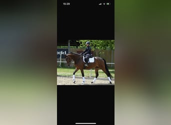 Oldenburger, Stute, 5 Jahre, 167 cm, Brauner